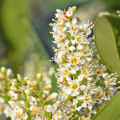 Laurel Blossom